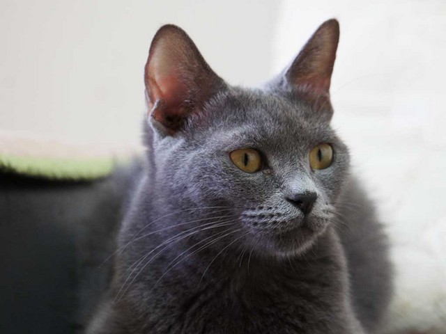 01_猫の耳.jpg