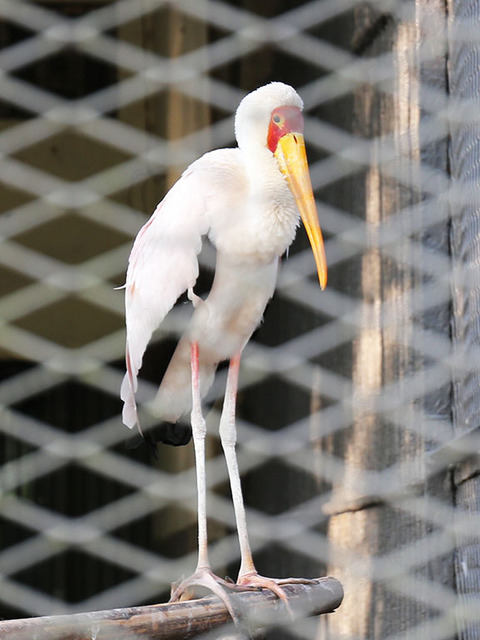 10_鳥園.jpg