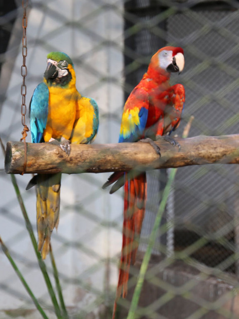 11_鳥園.jpg