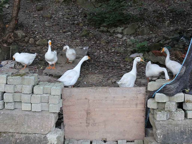 「铜锣峡第一庄」の地アヒル