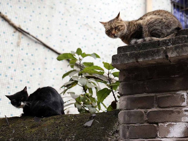 2_古いマンションの塀にて.jpg