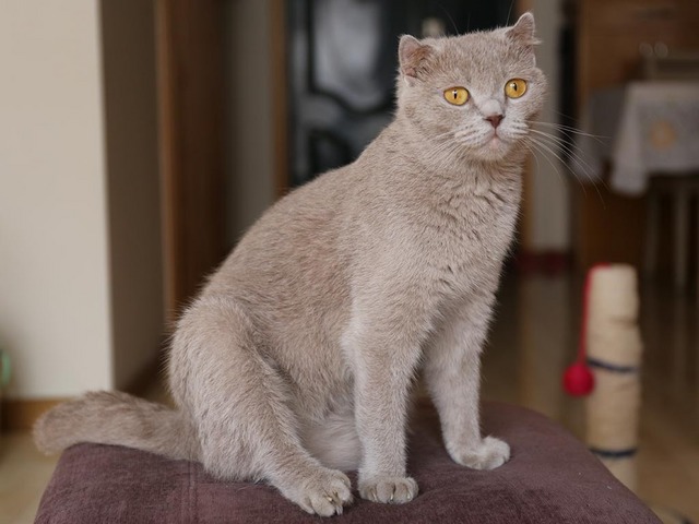 5_何か右足が痛むニャ〜.jpg